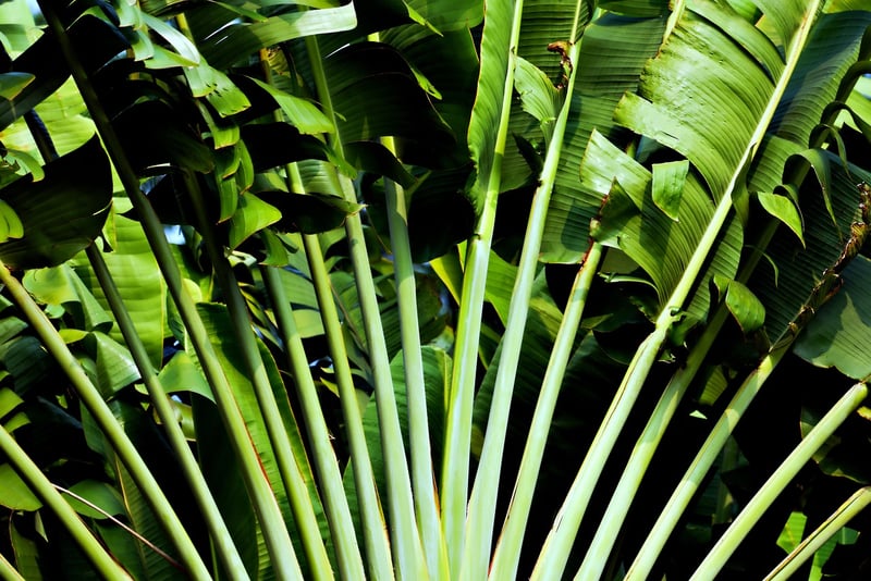 Tropical Jungle Expeditions