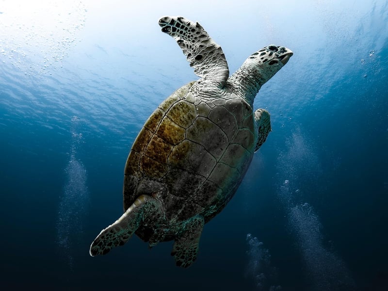 Underwater Diving