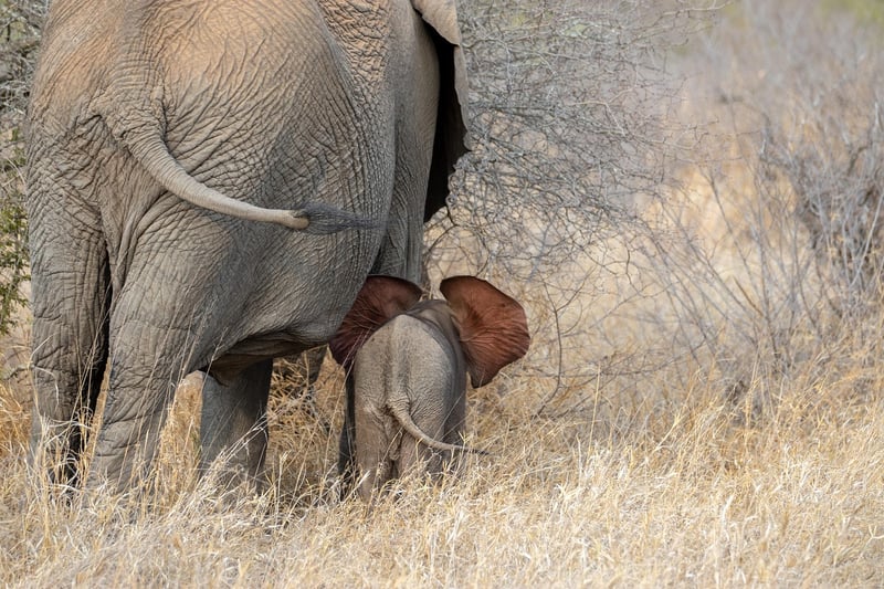 Tropical Jungle Elephant